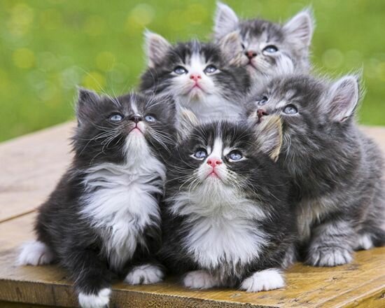 Гарненька шпалери кішки колекції