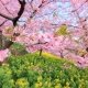 Download Coloful Spring Wallpapers Collection