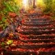 Free Download Beautiful Autumn Leaves Wallpaper Collection