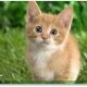 윈도우 7 귀여운 고양이 테마