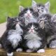 Cute Cats Farvebilleder Collection